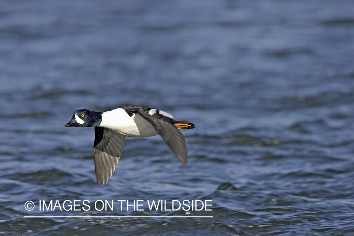 Barrow's Goldeneye flying over water.