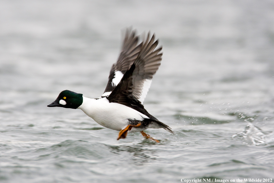 Common Goldeneye taking flight. 