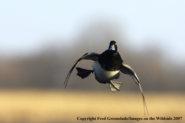 Lesser Scaup duck