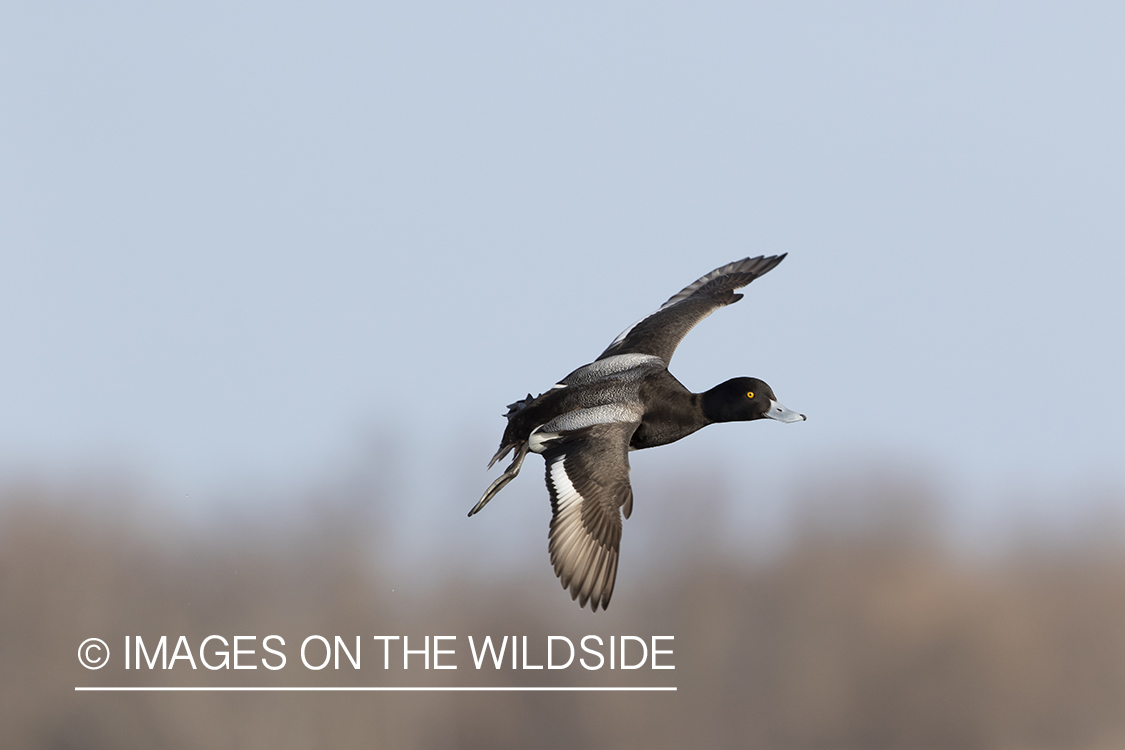 Lesser Scaup in flight.