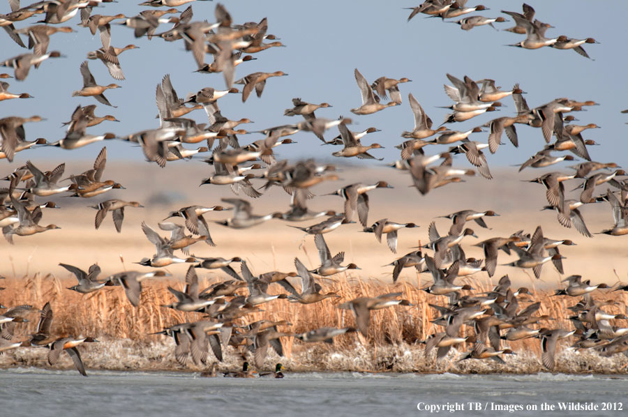 Pintail Ducks in wetland.