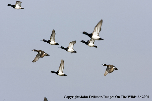 Greater scaup ducks in habitat.