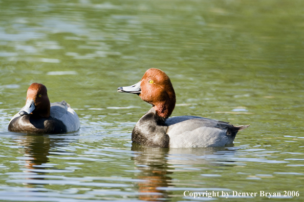 Redhead ducks.