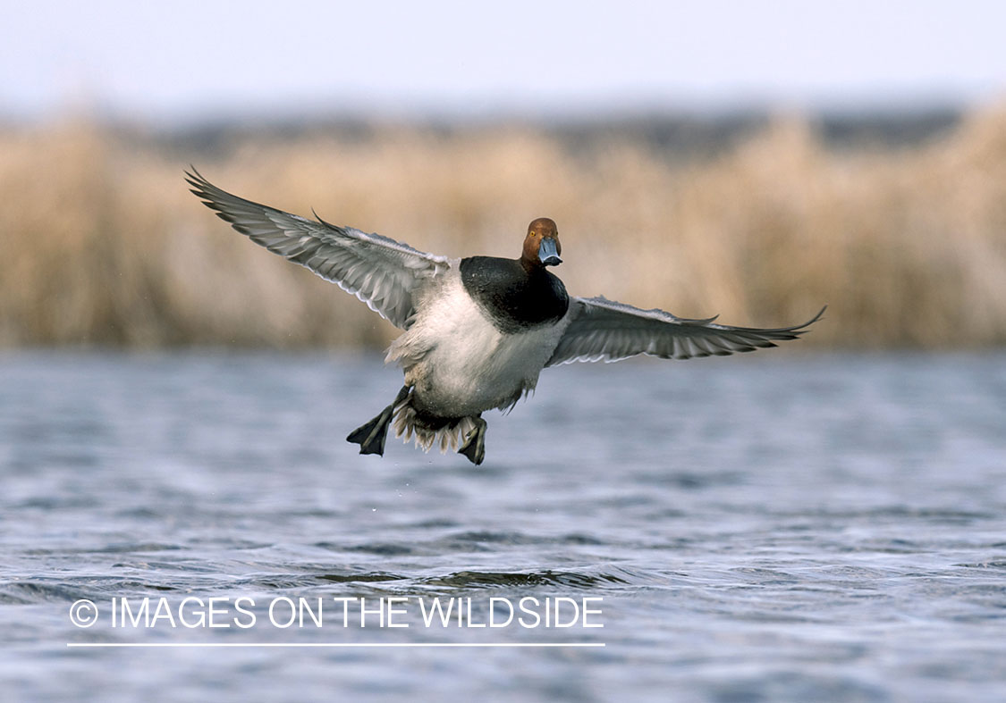 Redhead duck in flight. 