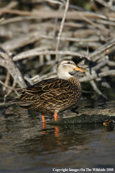 Mottled Duck