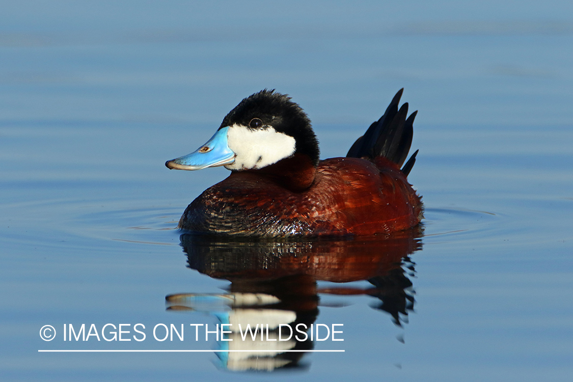 Ruddy Duck Drake