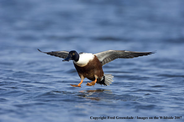 Shoveler Duck landing