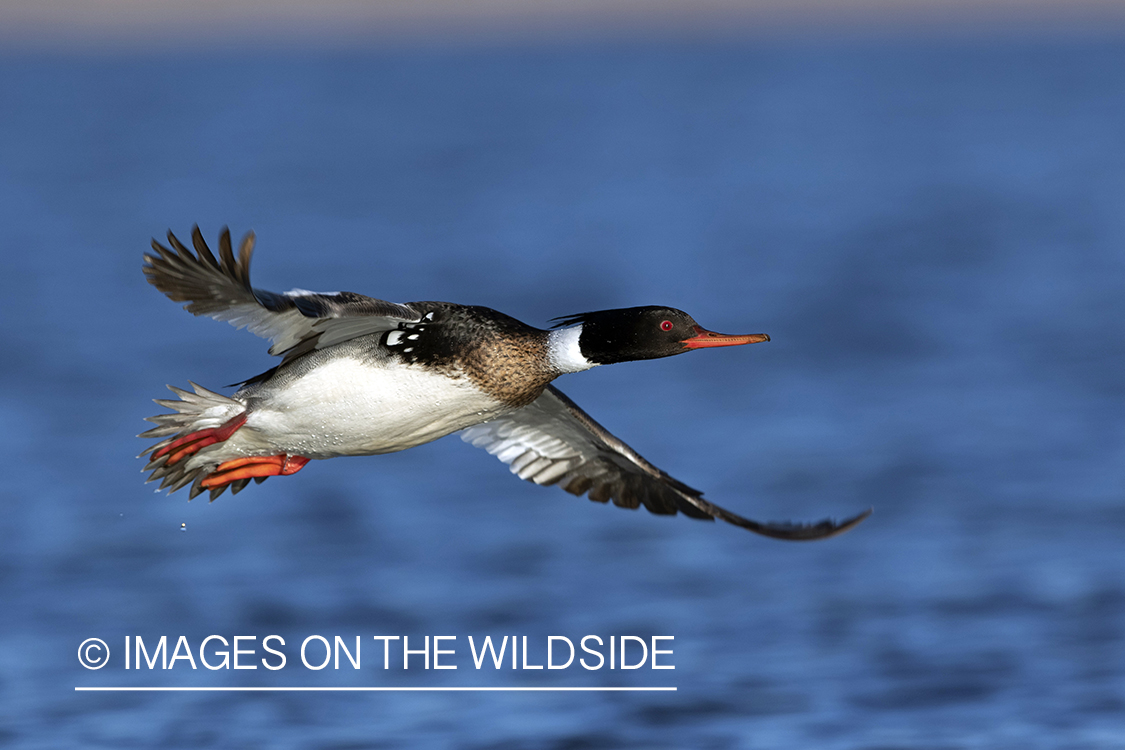 Red-breasted Merganser in flight.