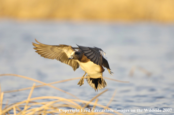 Wigeon duck