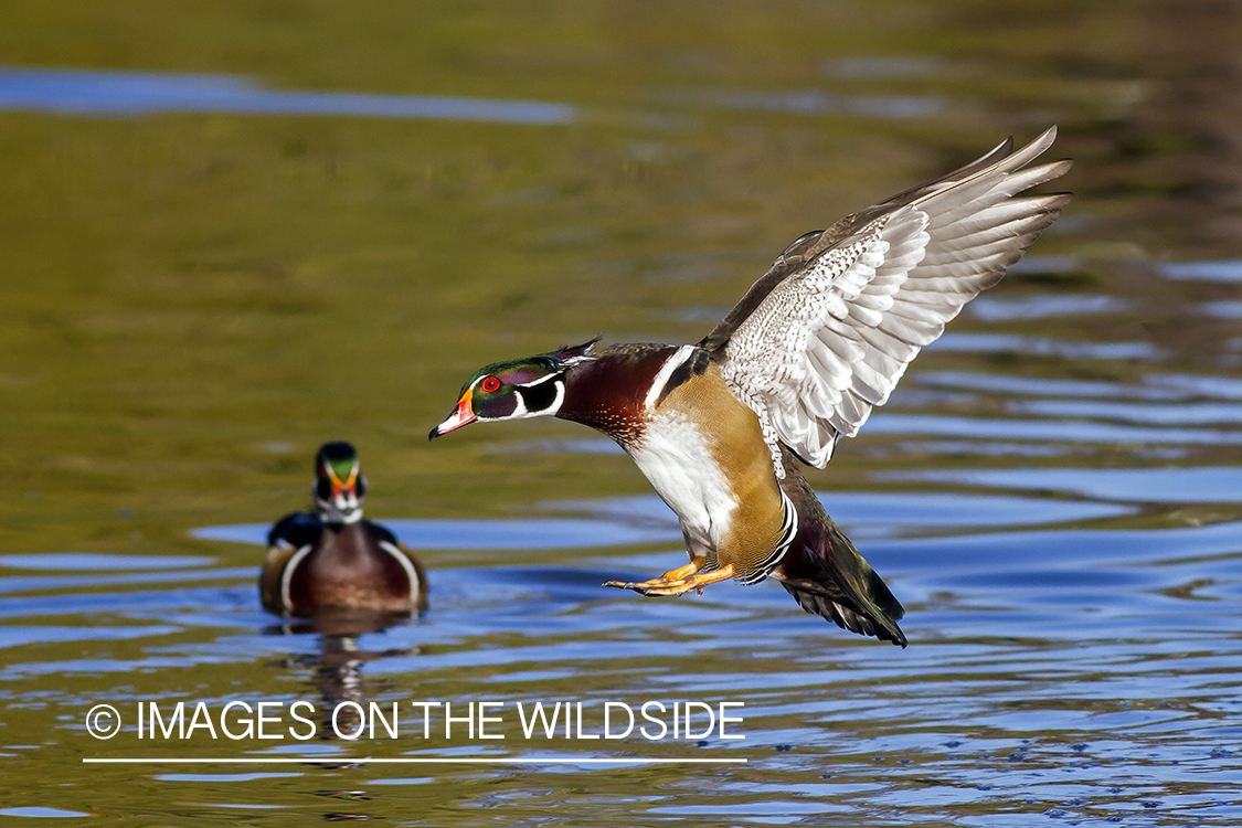 Wood duck in flight over pond.