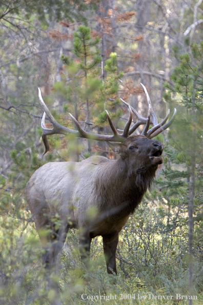 Rocky Mountain bull elk bugling.