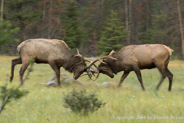 Rocky Mountain bull elk fighting.