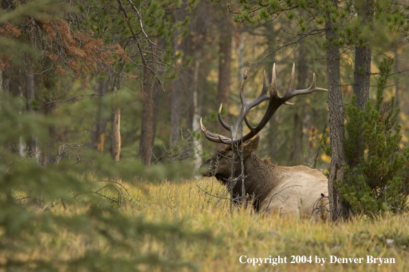 Rocky Mountain bull elk bedded in forest.