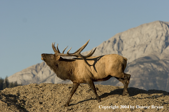 Rocky Mountain bull elk bugling.