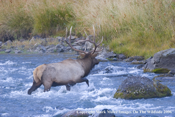 Elk in habitat.