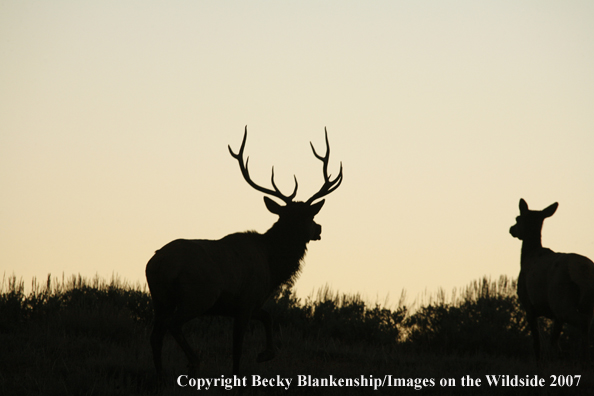 Rocky Mountian Elk Silhouette