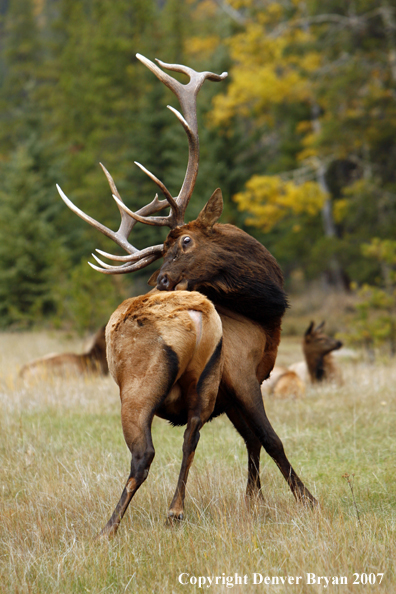 Rocky Mountain Elk scratching