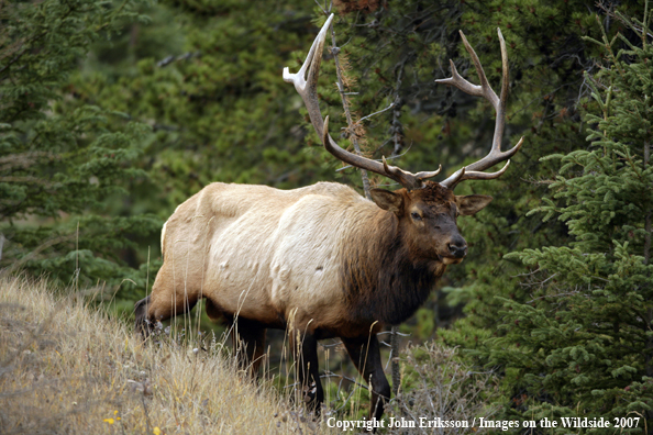 Rocky Mountain Elk 