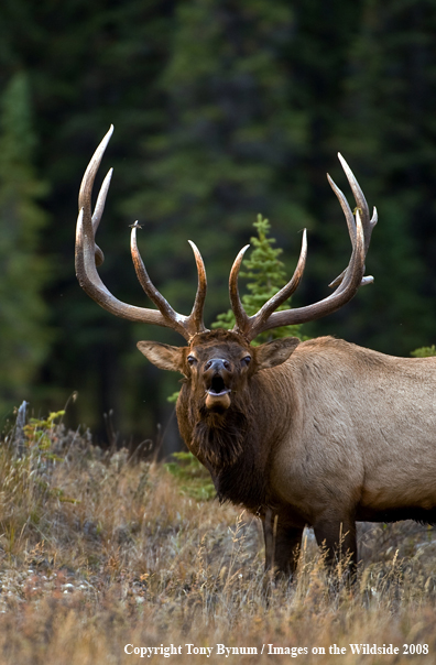 Rocky Mountain Elk in habitat