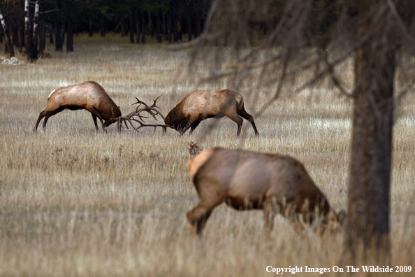 Bull Elk Fighting