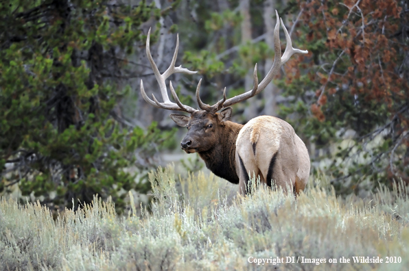 Rocky Mountain bull elk