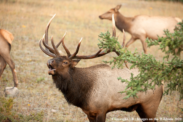 Rocky Mountain Bull Elk bugling.