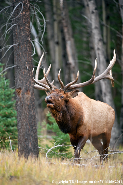 Bull elk bugling. 