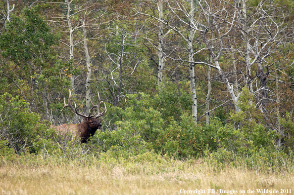 Rocky Mountain bull elk in habitat. 