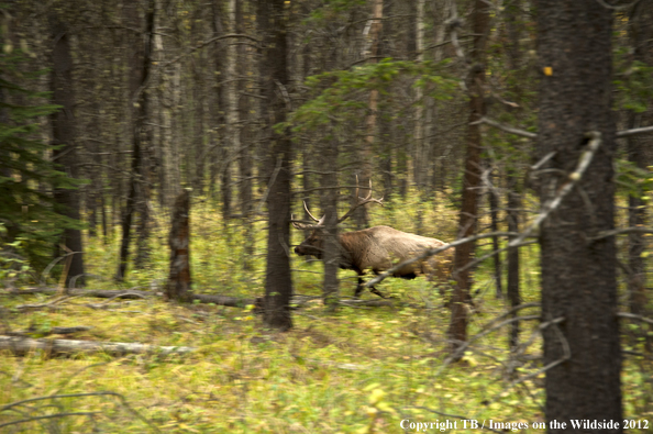 Bull elk in habitat. 