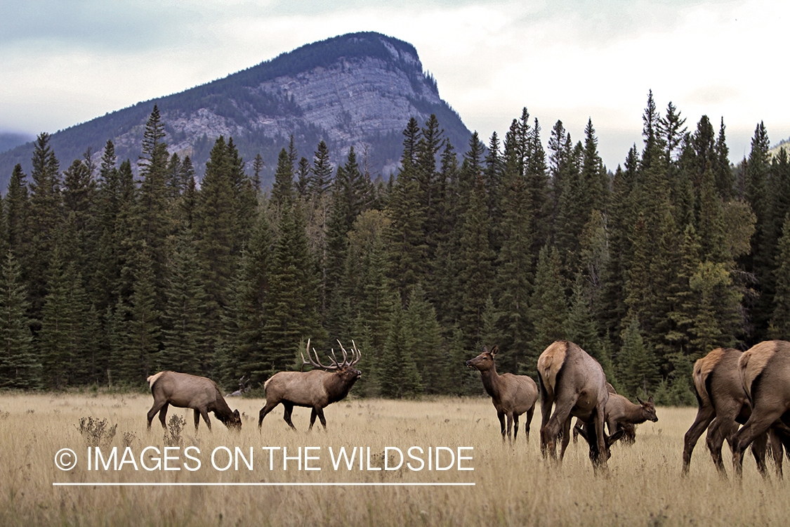 Rocky Mountain Bull Elk with harem of cows during the rut.