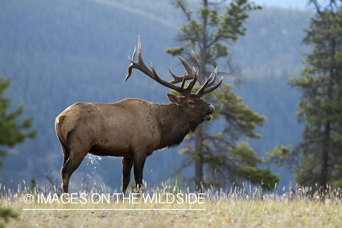 Rocky Mountain Bull Elk bugling in habitat.