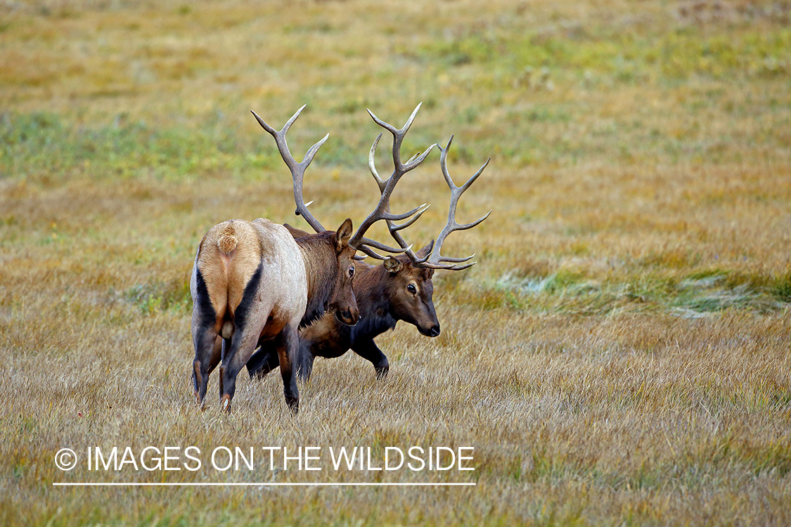 Bull elk sparring in field.