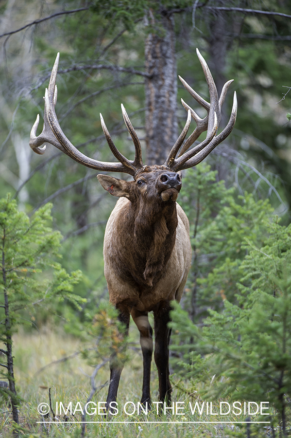 Elk in field.