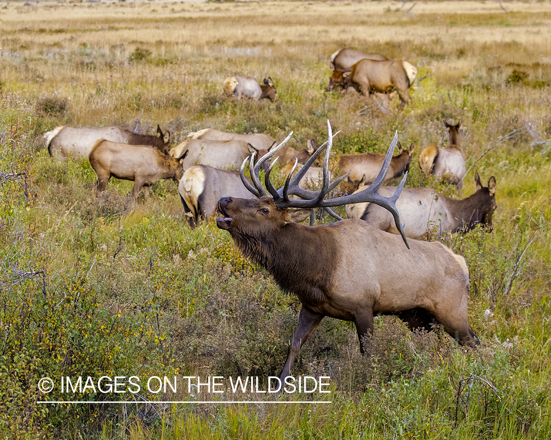 Bull elk bugling in field.