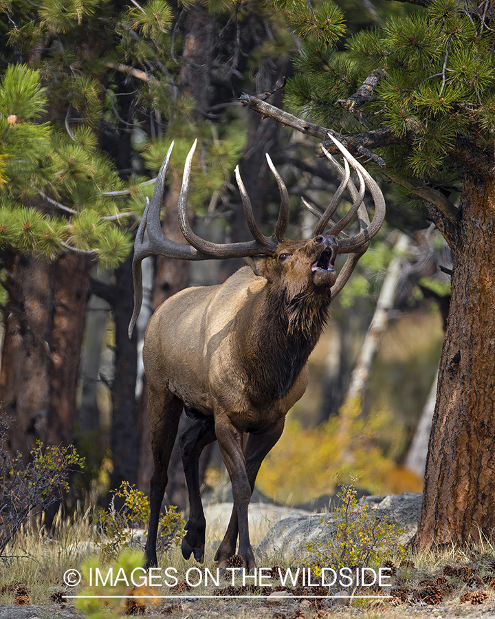 Bull elk bugling.