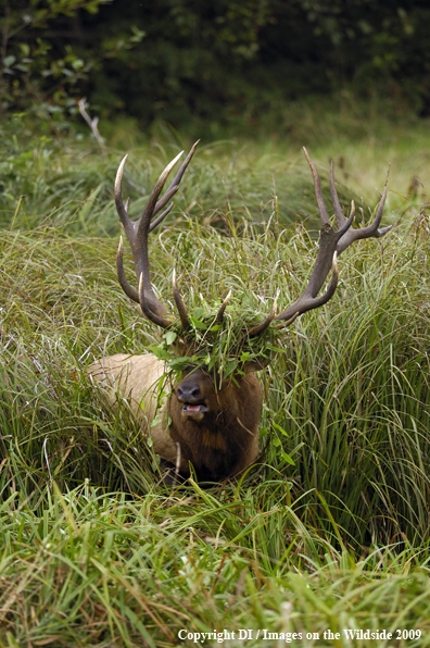 Roosevelt bull elk species.