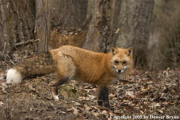 Red fox in habitat.