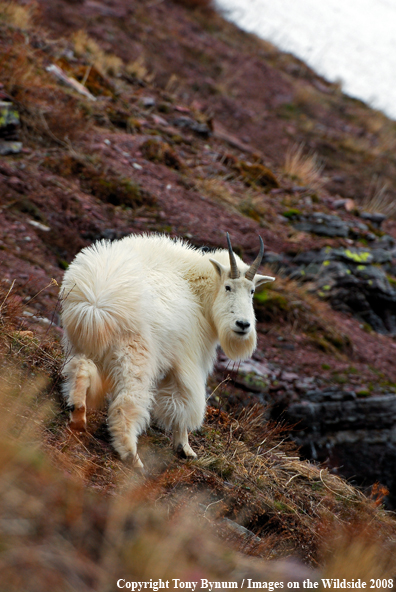 Billy Mountain Goat