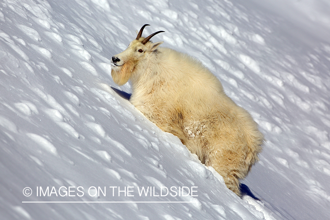 Rocky Mountain Goat in deep snow.