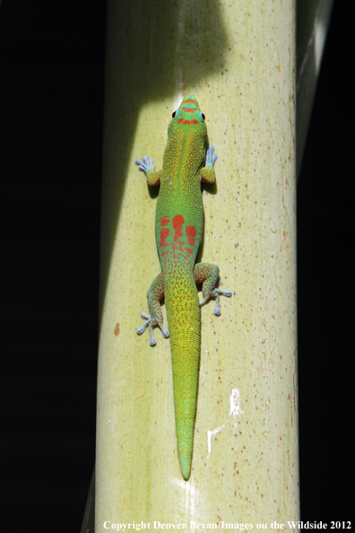 Gold dust day gecko on vegetation, Hawaii. 