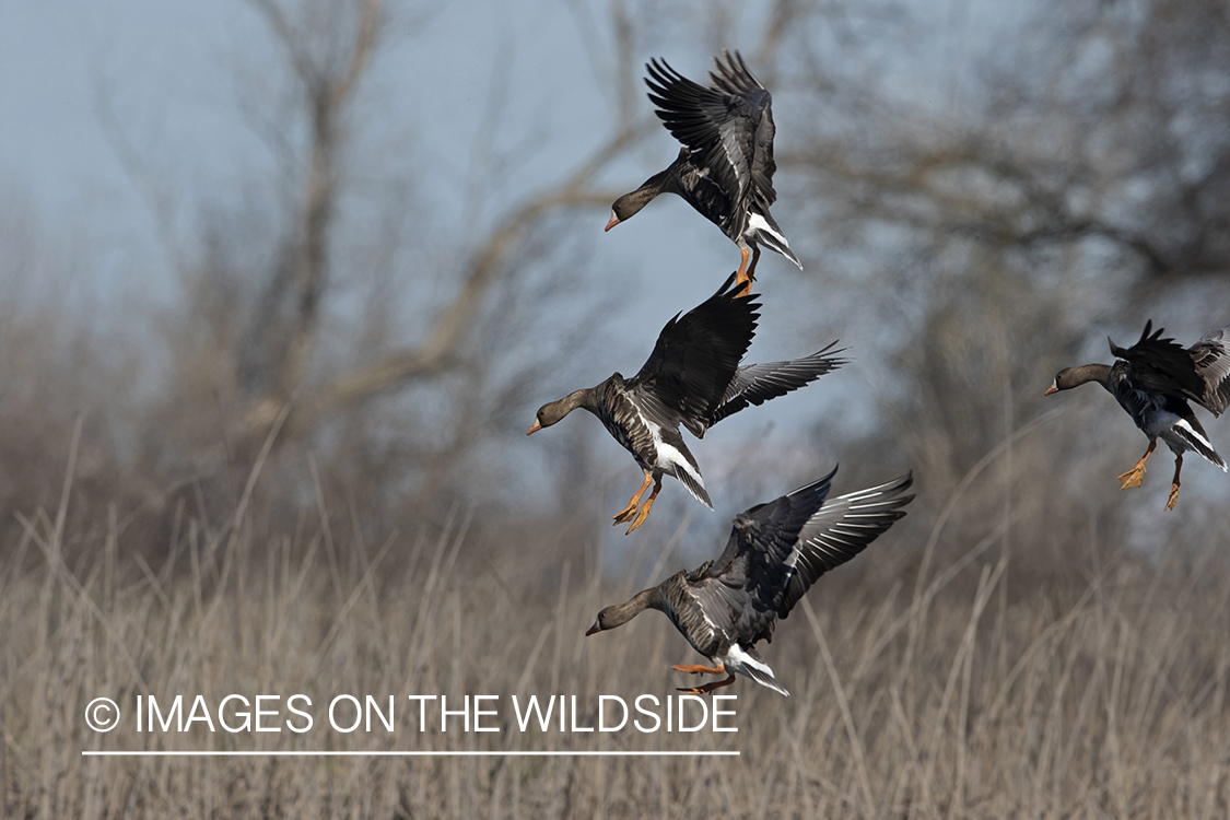 White-fronted geese in flight.