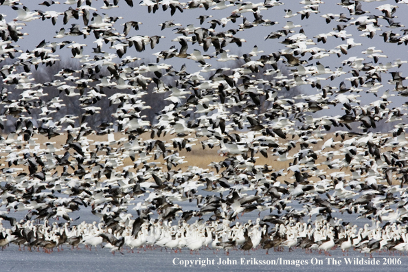 Snow geese in habitat.