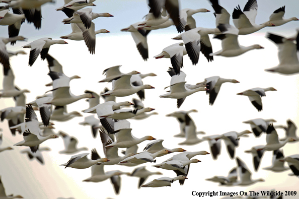 Snow Geese Flock