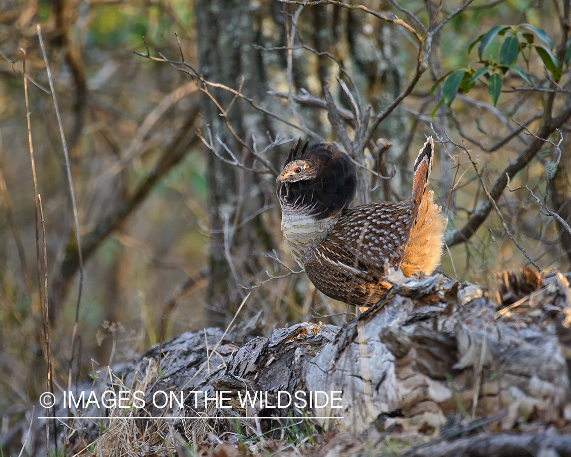 Ruffed Grouse.