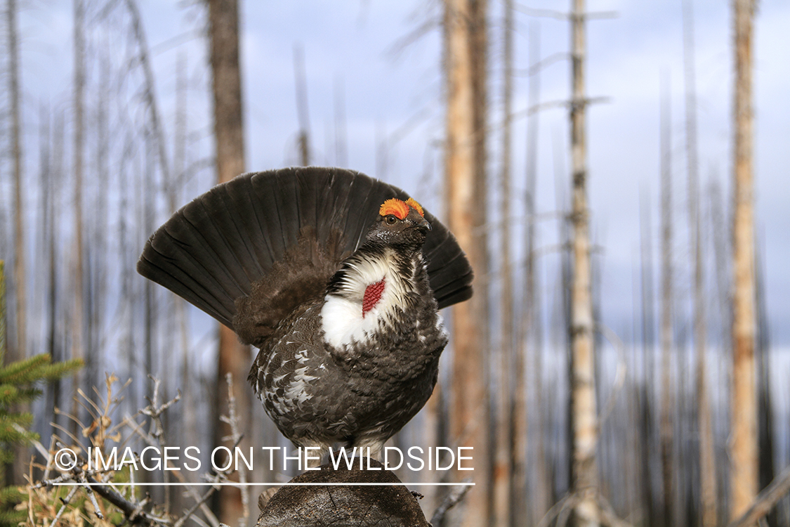 Male Dusky grouse displaying.