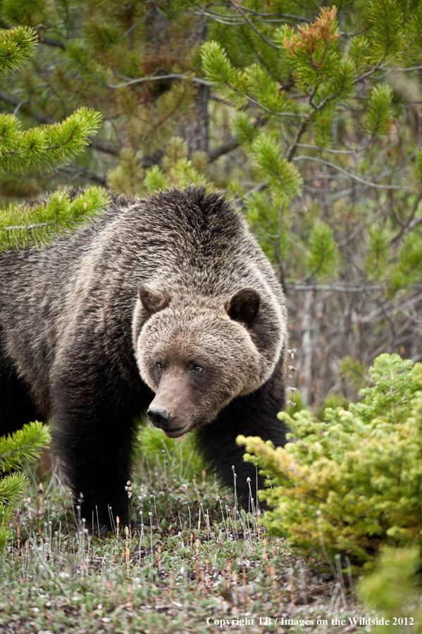 Grizzly Bear in habitat.