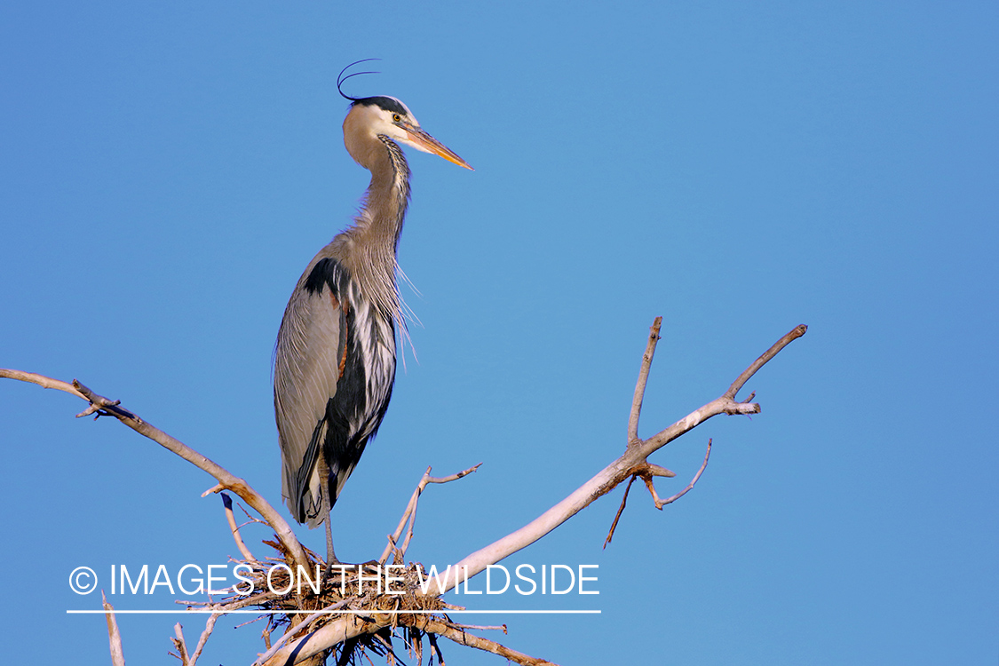 Great Blue Heron in habitat.