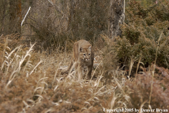 Mountain lion in habitat.