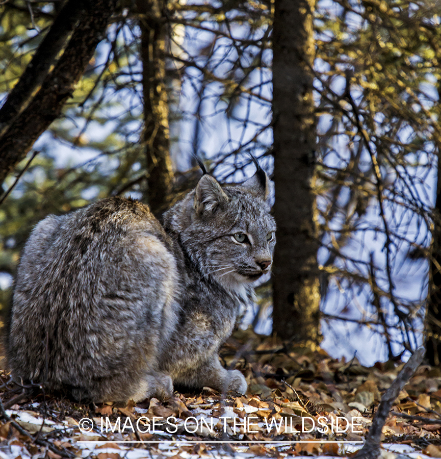 Lynx in habitat.