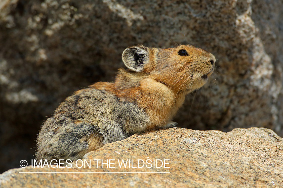 Pika in habitat.